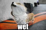 distorted image of a dog, labelled 'wet'